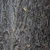 Bark close-up (Larimer County, CO)-Early Fall