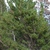 Tree form (Larimer County, CO)-Early Fall