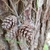 Seed cones