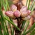 Pollen cones