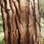 Bark