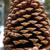 Cone closeup