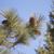 Needles and cones