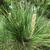 Pinus palustris