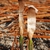 Seedling with seed still attached (Chesterfield County, SC)-Earl