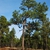 Tree form (Chesterfield County, SC)-Early Winter