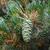 Pinus parviflora 'Glauca' Cone