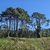 Mature tree in its native habitat