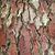 Closeup of reddish-brown fissured bark