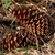 Large reddish-brown pinecones with open scales