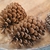 Mature seed cones