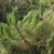 Stems and needles