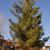 Pinus ponderosa