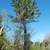Tree form (Randolph County, NC)-Early Spring
