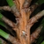 Stem with needle attachment (Randolph County, NC)-Early Spring