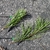 Two needles per bundle - comparison photo of Pinus pungens