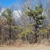 Tree form (Seneca County, NY)-Late Winter