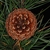 Top view of seed cones (Seneca County, NY)-Late Winter