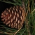 Side view of seed cone (Seneca County, NY)-Late Winter