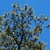 Branches (Seneca County, NY)-Late Winter
