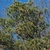 Branches with cones (Seneca County, NY)-Late Winter
