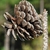 Mature seed cone (Colleton County, SC)-Mid Fall