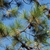 Branch and needles (Colleton County, SC)-Mid Fall
