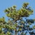 Top of tree (Colleton County, SC)-Mid Fall