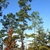 Tree form (Colleton County, SC)-Mid Fall