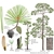 Color illustrations of the technical details of this species.