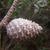 Cone