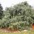 Pinus strobus 'Pendula'