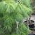 Pinus strobus 'Pendula'