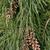 Pinus strobus 'Pendula'