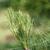 Pinus strobus 'Pendula'