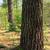 Pinus strobus