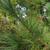 Pinus strobus