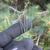 Pinus strobus