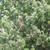 Pinus strobus