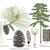 Color illustrations of the technical details of this species.