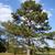 Pinus taeda