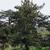 Pinus thunbergii