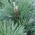 Pinus thunbergii 'Thunderhead'