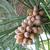 Pinus thunbergii
