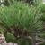 Pinus thunbergii