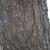 Pinus thunbergii