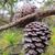Pinus virginiana