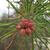 Pinus virginiana