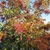 sparsely branched tree with pinnate leaves turning red