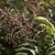 Shoot with clusters of drupes turning from green to red.
